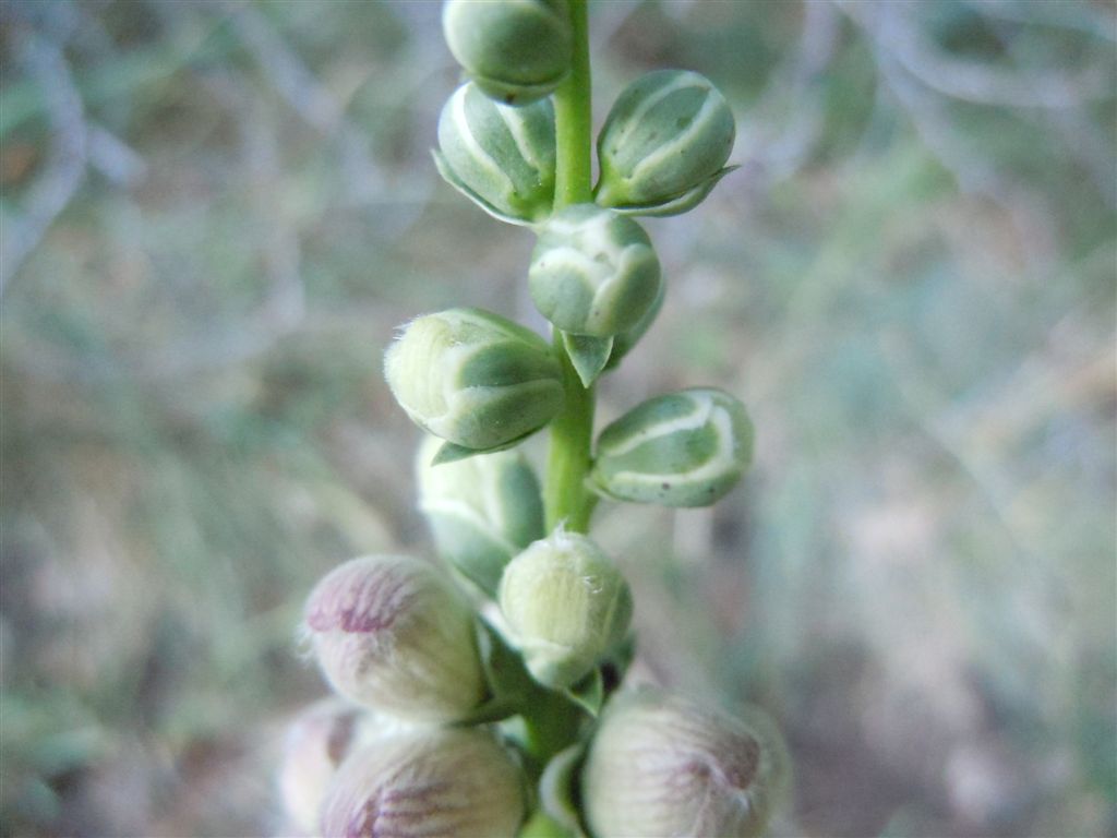 Passo Godi (AQ) : Digitalis ferruginea